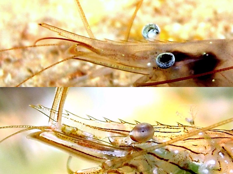 Differenze tra Palaemon serratus e Palaemon elegans